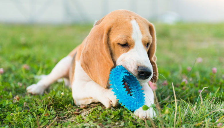 Dog chewing on blue dog toy