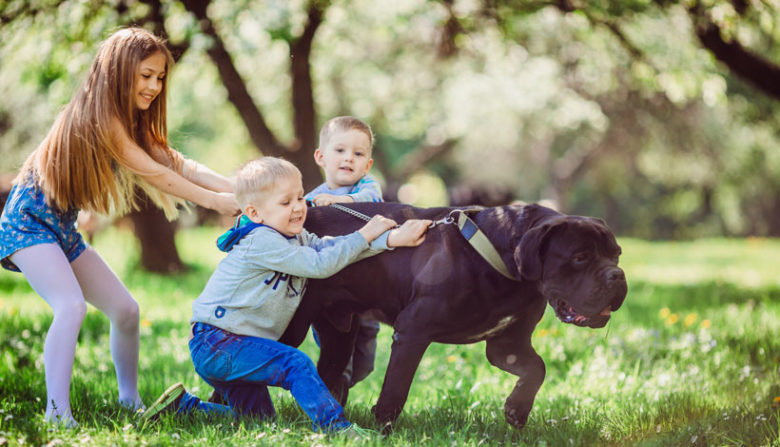 Kids struggling walking large dog