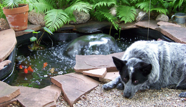 Dog by Koi Pond