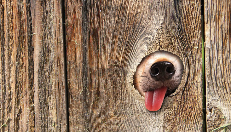 Dog nose in fence