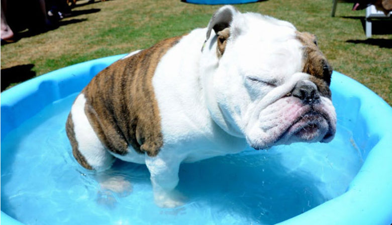 Dog in a small blue pool