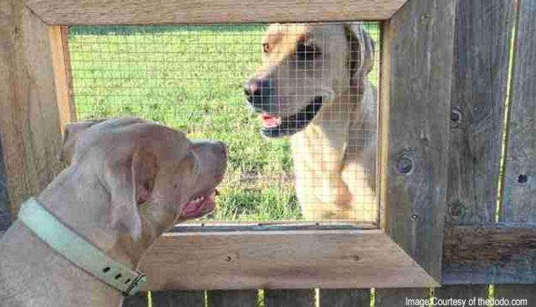 Dogs looking at each other through a screen cutout in a wooden fence.