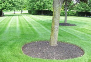 landscape maintenance