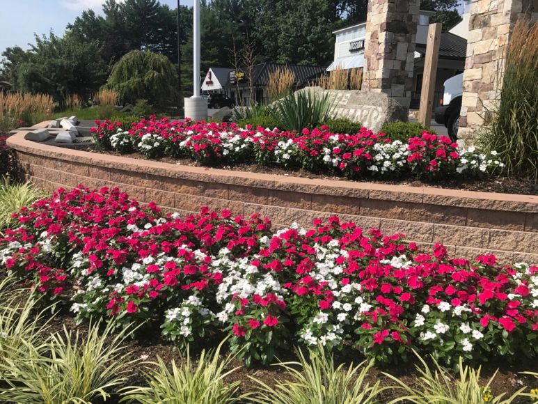 Pink and White Flowers Near Retaining Wall After Commercial Landscape Maintenance in Eldersburg, MD