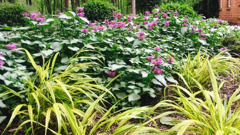 Flower bed landscape design in Ellicott City, MD