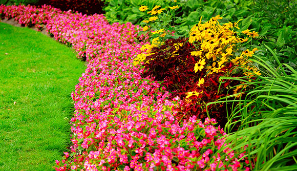 Pink and Yellow Flowers Next to Cut Grass After Commercial Landscape Maintenance in Mt. Airy, MD