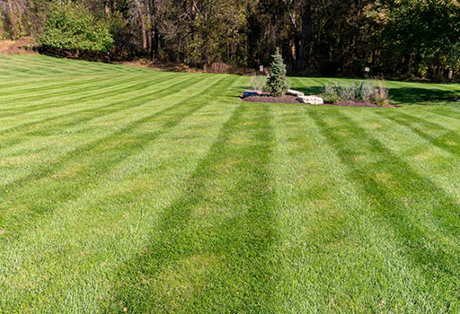 Grass with evenly mowed lines